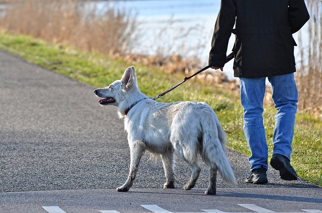 coronavirus-peut-on-promener-son-chien